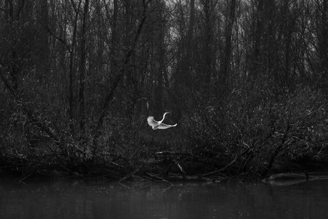 Witte reiger in de Biesbosch