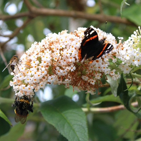 De Vlinderboom III