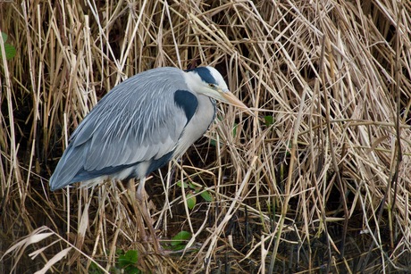 Blauwe reiger