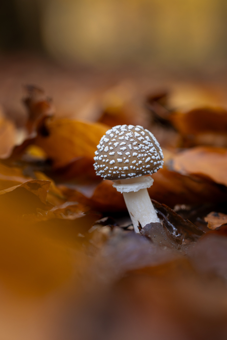 Tussen goud en roestbruin