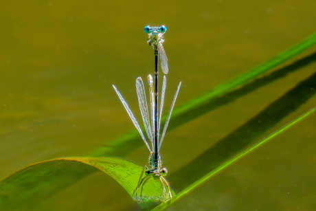 IS  DE  POSE  ZO  GOED ?