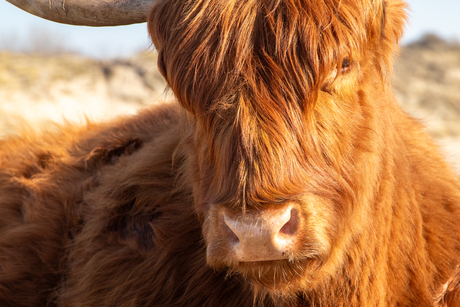 Als je haar maar goed zit