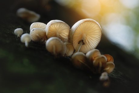 paddestoelen