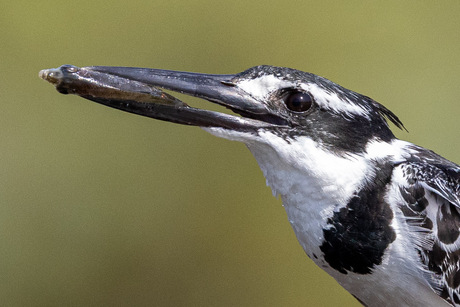 Tijdens een kanotocht...