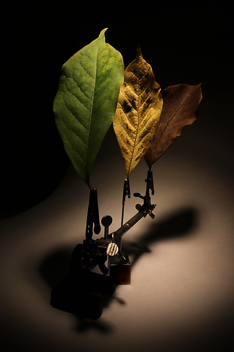 ....jong naar oud...