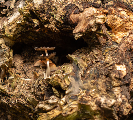 paddenstoel in oude wilg