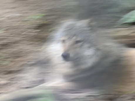 Wolf
