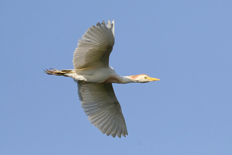 Koereiger vliegt