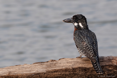 Afrikaanse Reuzenijsvogel (man)