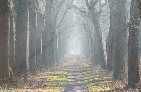 Mist in het bos