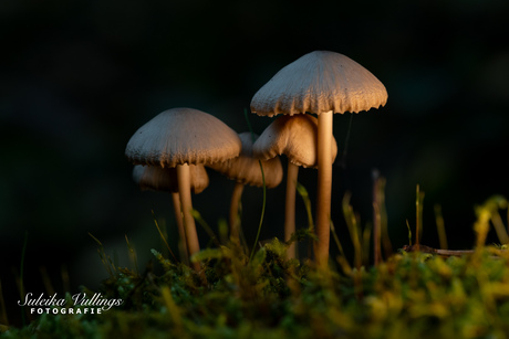 Een bosje paddenstoelen