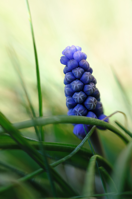 Blauw druifje 
