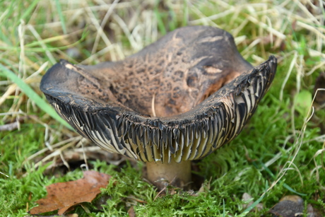 Grofplaatrussula 