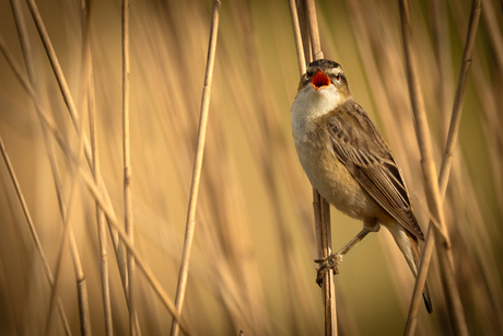 vogel in het riet