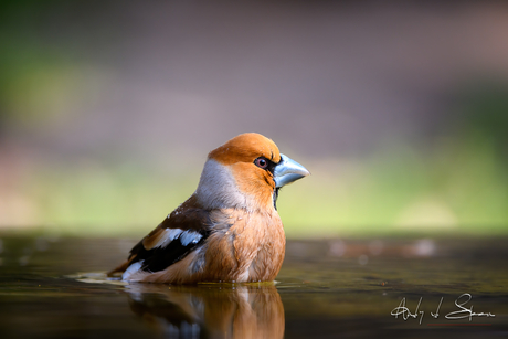 appelvink