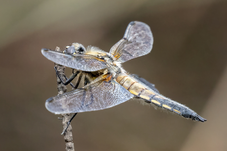 Viervlek libelle
