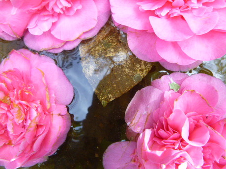 Reflection by Elle Hart