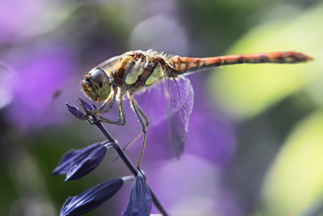 libelle
