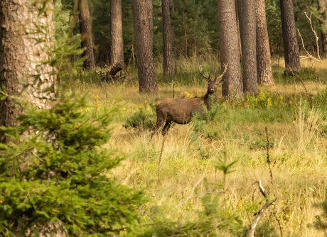 toevallige voorbijganger