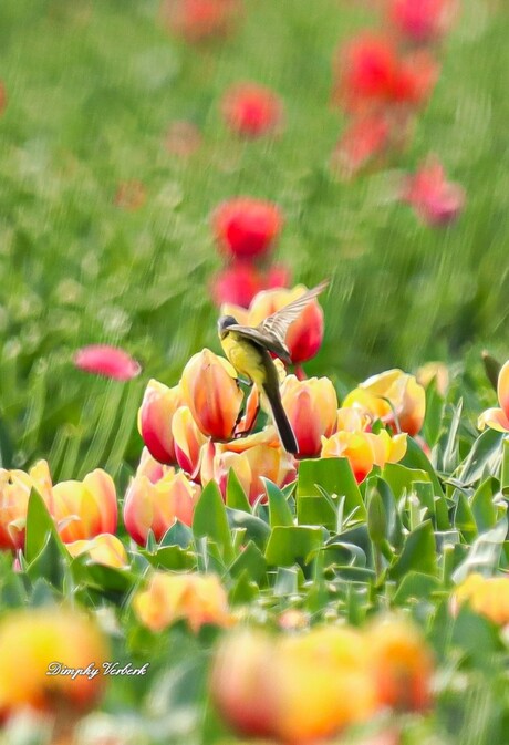 Gele kwikstaart landt op de tulpen