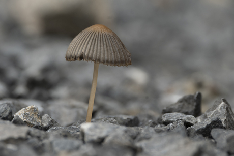 Paddestoel op parkeerplek