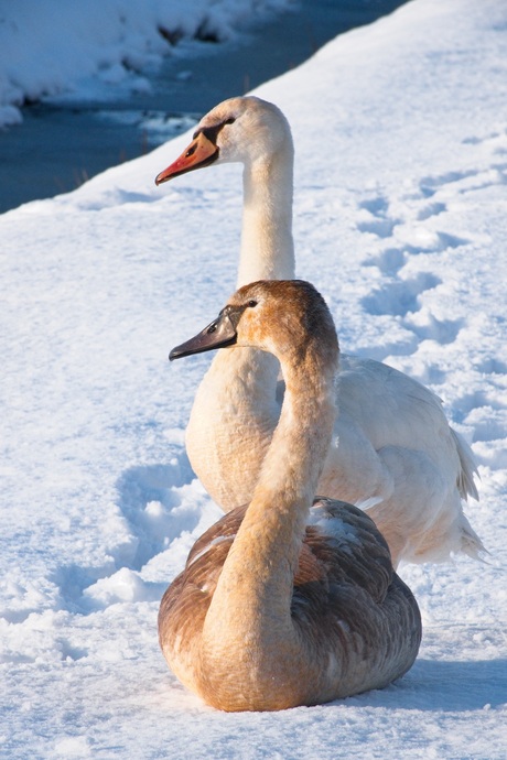 Met de honden uit....