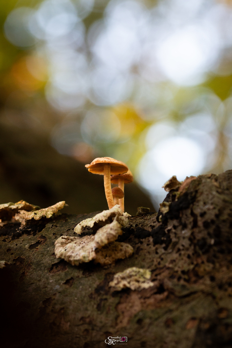 Herfst in aantocht