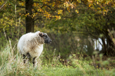 Dromend schaap.