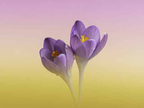 Lente gevoel. 