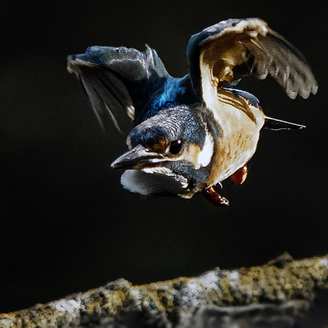 Flying KIngfisher