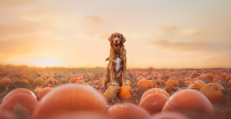 Queen of the pumpkins