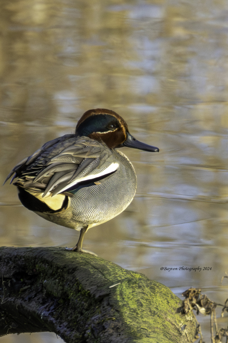 Lekker in het zonnetje