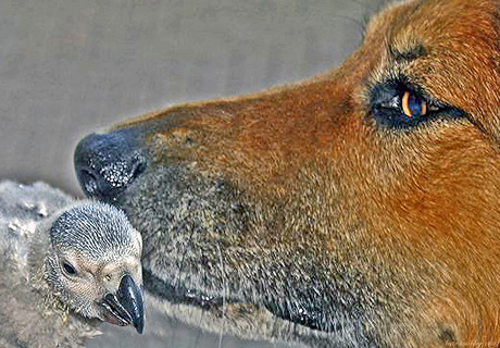 Dierenvriendschap