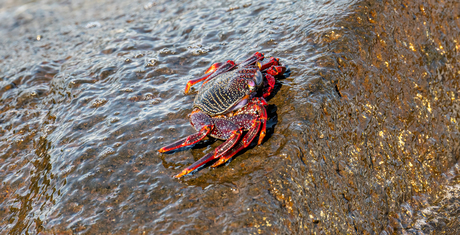 Krab bij La Palma