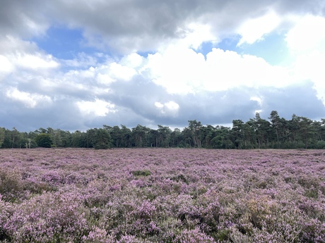 Heide in bloei!