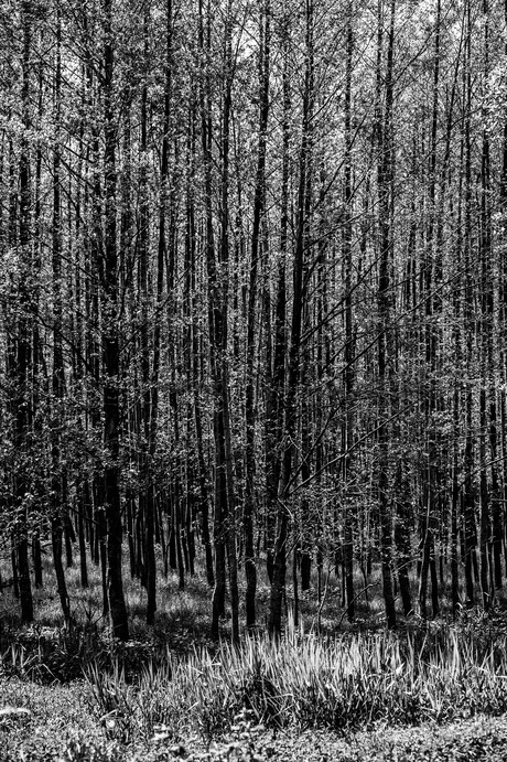 HET RITME VAN DE STAMMEN