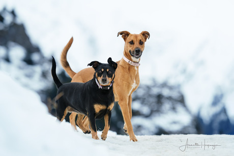 Honden in de sneeuw
