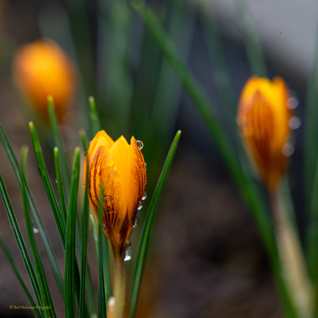 Crocus chrysanthus