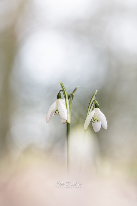 The first snowdrops