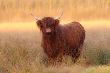 Schotse hooglander 