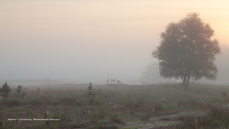 Early morning treasures