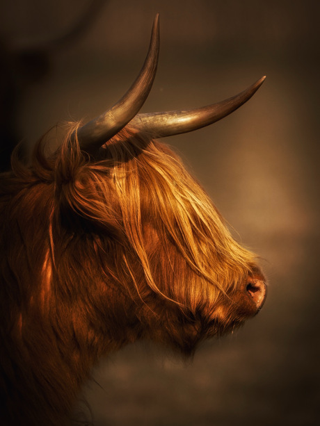 Schotse Hooglander met lange haren