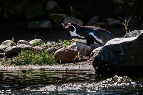 Chilling with the pinguin