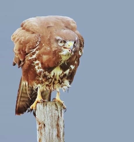 Loerende buizerd