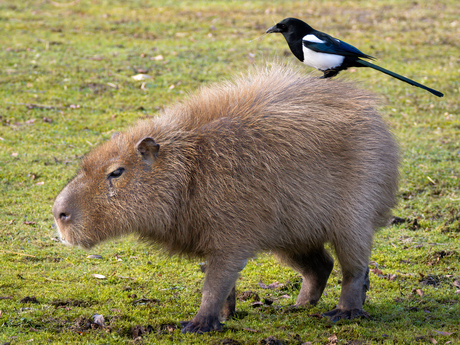 ik help jou, jij helpt mij