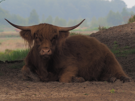 Schotse Hooglander