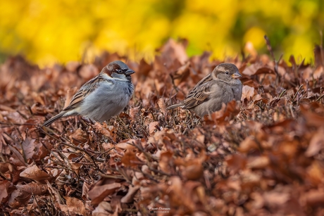 Huismussen op de uitkijk.