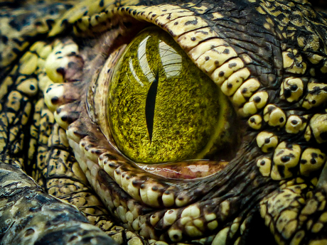 Croc Eye