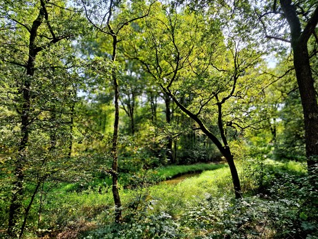 Doorkijk in het bos