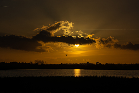 Vrij als een vogel